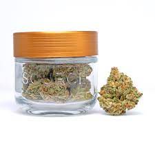 Animal Face - 3.5G